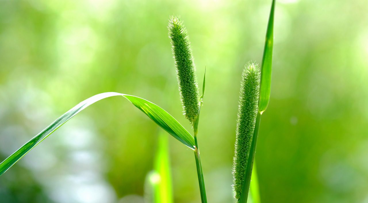 Jeeni Health Mix, Benefits And How To Use Mangalore Store